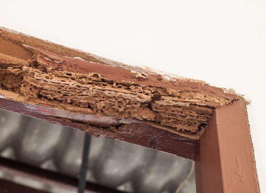 ปลวกกิน