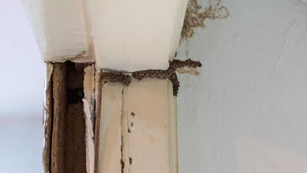 ปลวกกินวงกบประตู