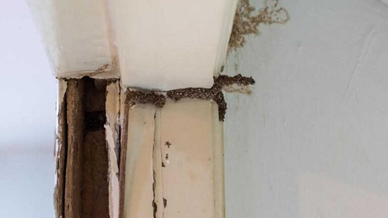 ปลวกกินวงกบประตู