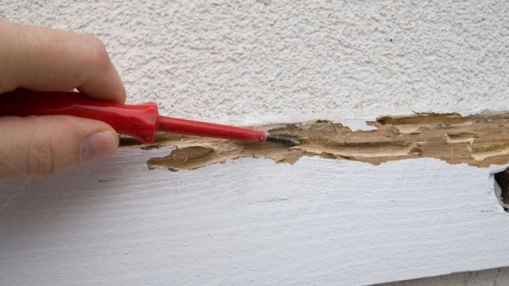 วิธีเช็กปลวกด้วยตัวเอง