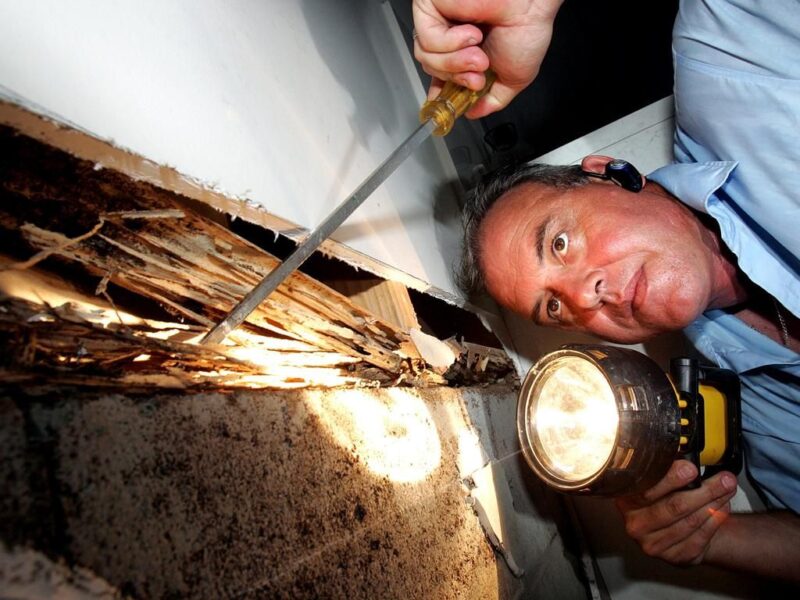 สัญญาณเตือนว่ามีปลวก