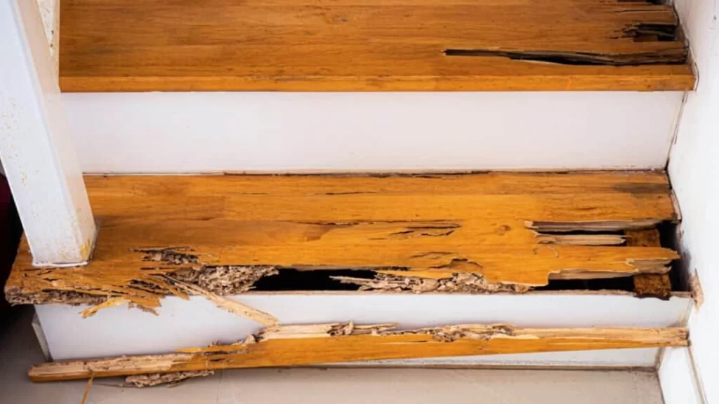 ตรวจปลวกบ้านมือสอง